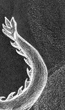 To "Pearlcatcher" details and enlarged views.