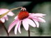 Bee on echinacea